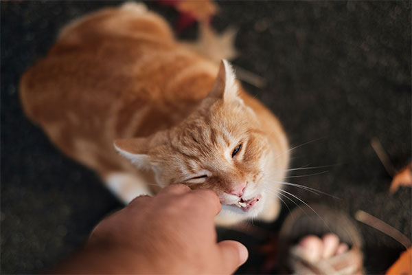 person petting an orange cat