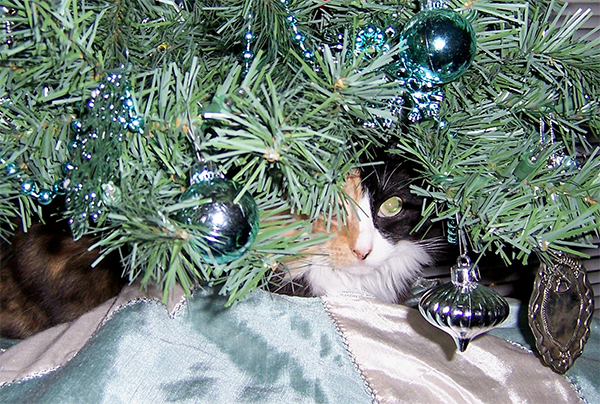 cat in christmas tree 10