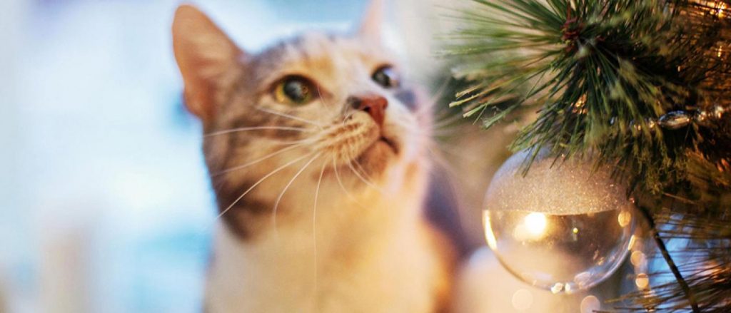 Cat looking at holiday tree