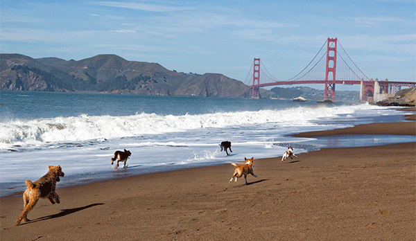 dogs running on beach in San Francisco near Golden Gate Bridge