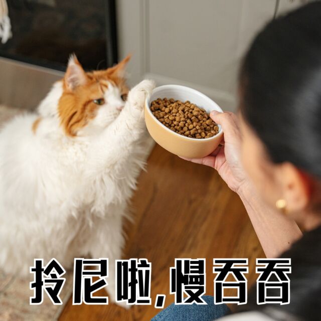 邊個掛全屋企寸寸貢個位請舉手🙋‍♀️
就放工架啦
大家要頂住🥲
#wellness #wellnesshk #cat #catfood #core #petfood #missu