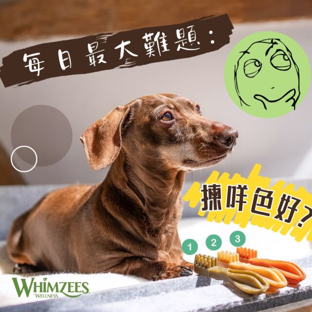 你地每日最大難題就係lunch食咩
而我就係揀咩色好🤔🤔
喂咁即係咩色好姐🥴
#whimzees #whimzeeshk #每日最大難題 #揀咩色好 #潔齒骨