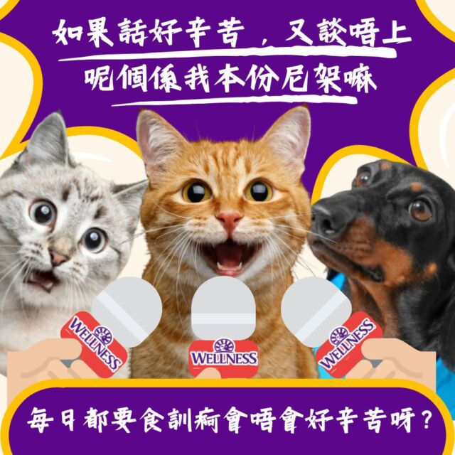 都岩既，日日望到個cam都覺得你辛苦🙂
#wellness #wellnesshk #cat #fun #core #食訓痾係本喵本份