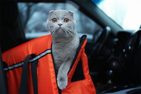 cat in car in carrier
