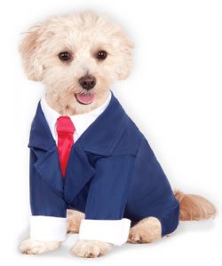 wall street dog