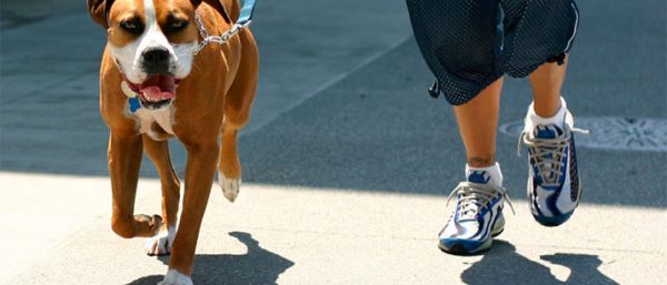 Dog Running Jogger