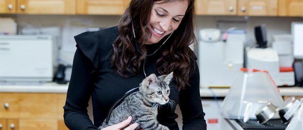 vet cat