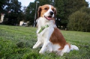 Happy Healthy Dog