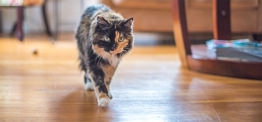 Cat hunting for tasty treats