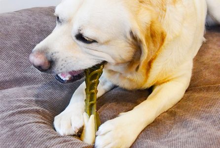 Labrador cleaning teeth with WHIMZEES dental treat