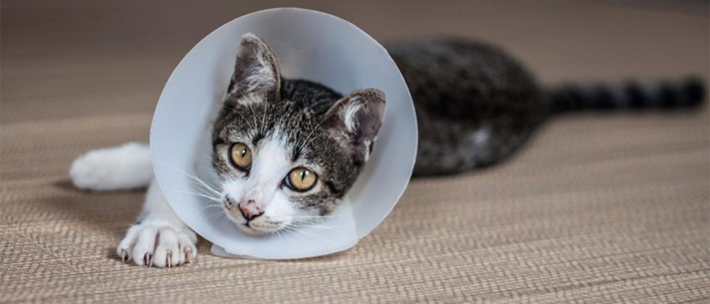 Cat in cone