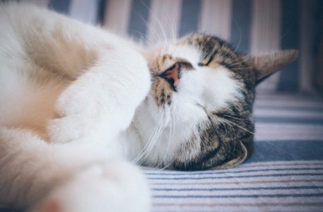 sleeping cat 2