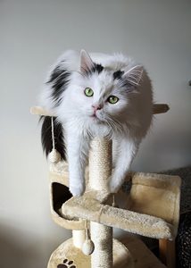 cat tree