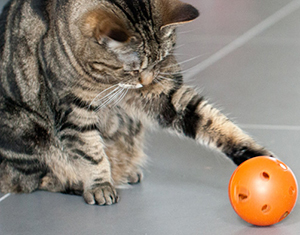 cat playing with food puzzle toy 