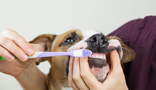 dog getting teeth brushed