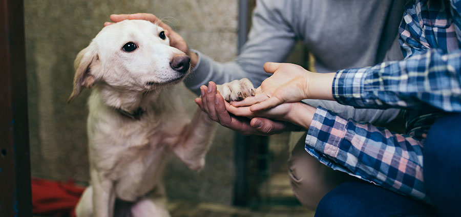 5 Ways You Can Help Animals in Need During COVID-19 | Wellness Pet Food HK