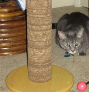 kitty scratch pole