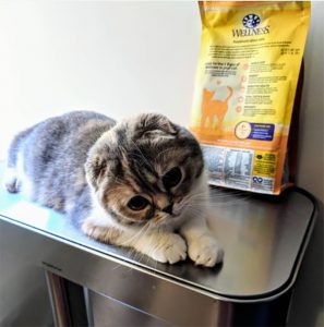 cat sitting