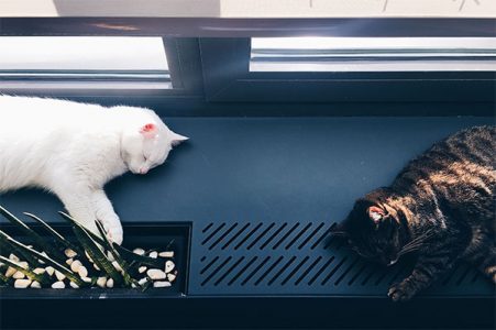 two cats sleeping by a window