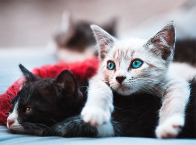 two kittens snuggling together
