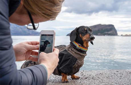 dachshund posing for the camera