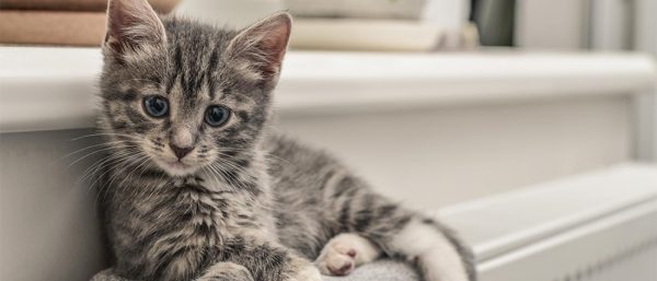 gray kitten