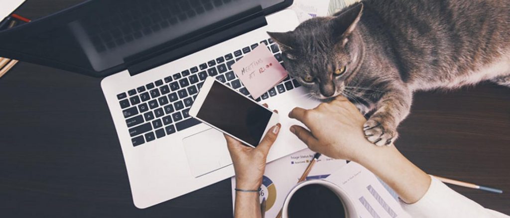 person working from home with cat