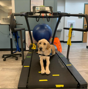 therapy dog