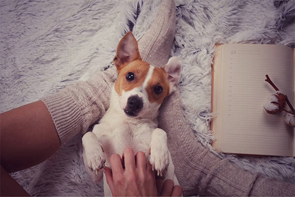 dog snuggling