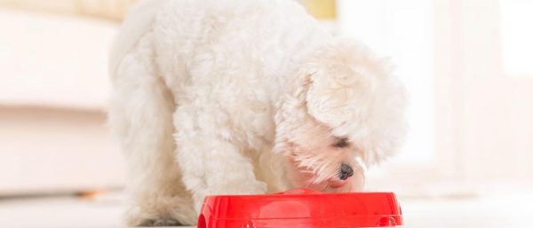 Going Grain Free for your Dog