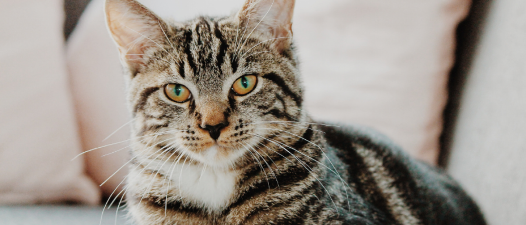 Essential Oils and Cats