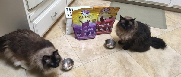 Cats eating Wellness Natural Pet Food