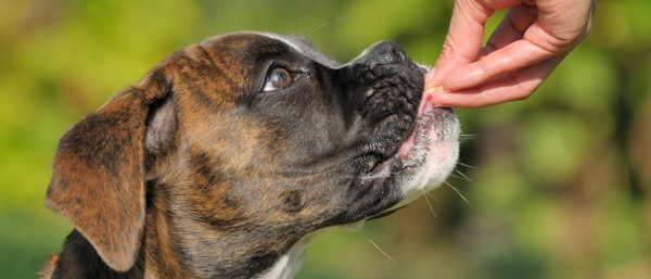 Boxer dog getting a treat
