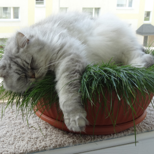 long haired grey cat sleeping in plant