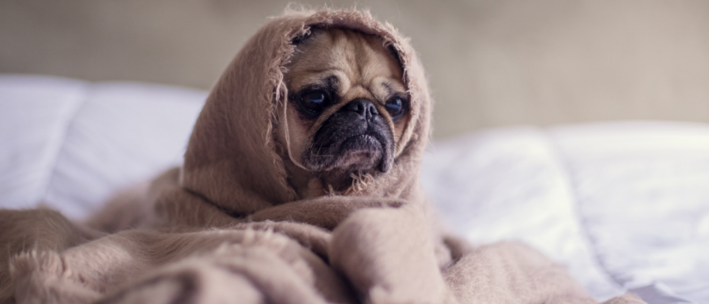 dog in blanket