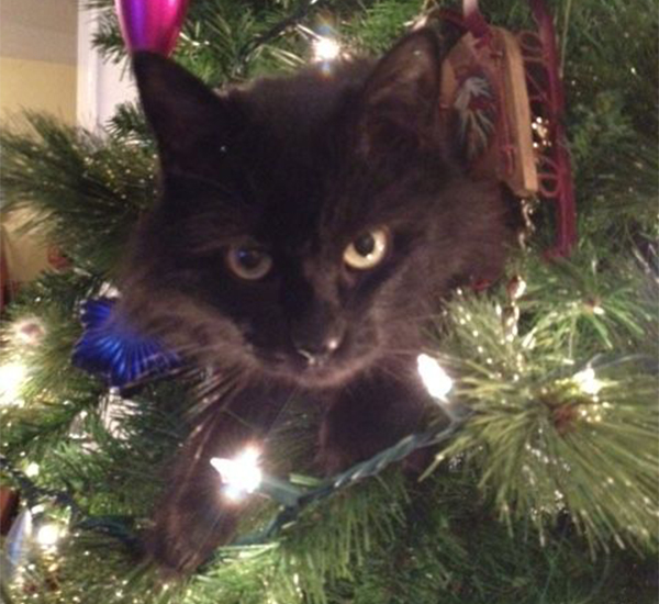 cat in christmas tree 2