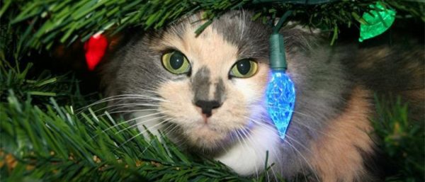 cat in christmas tree