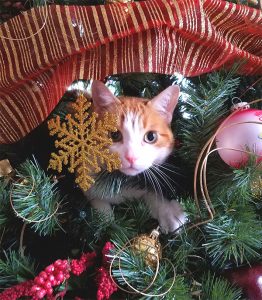 cat in christmas tree 3