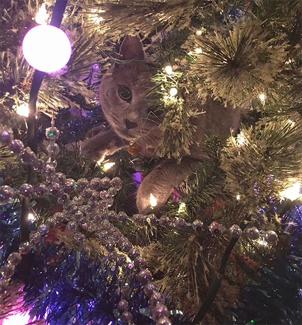 cat in christmas tree 6