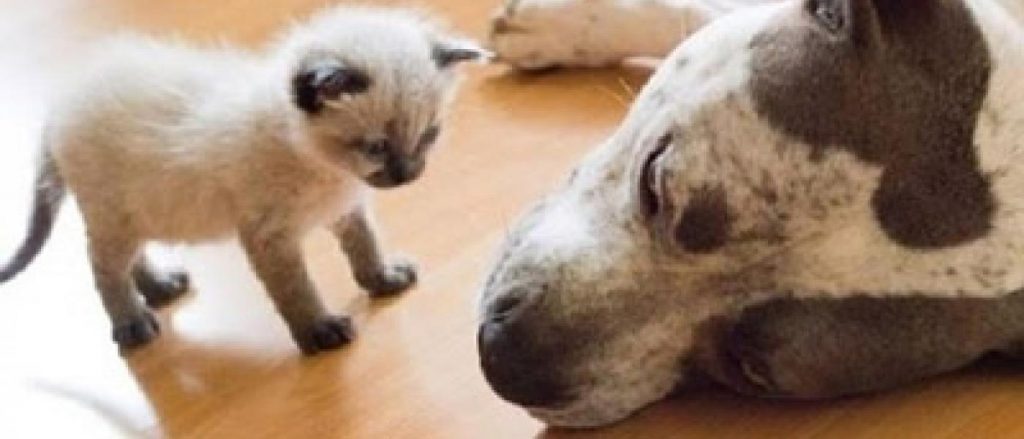 kitten meeting dog