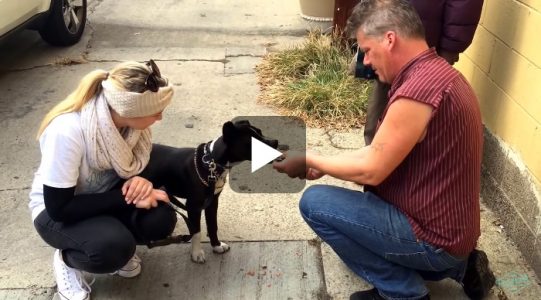 Wellness Donates Over 8,000 Meals to Pets of the Homeless