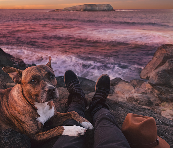 dog at beach