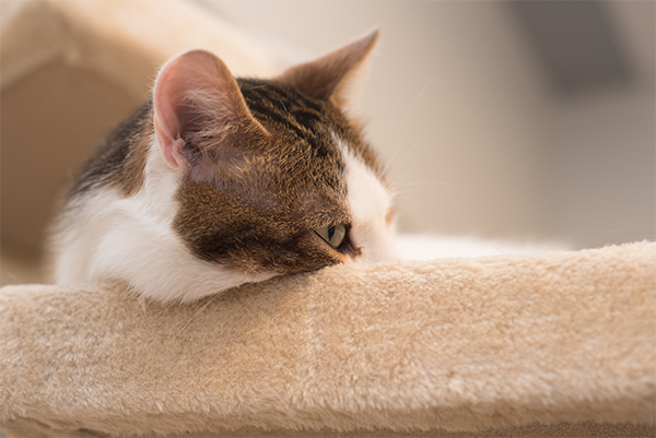 cat on cat tree