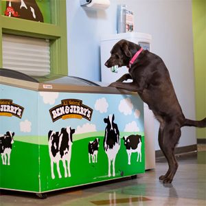 Ben & Jerry's dog in the office