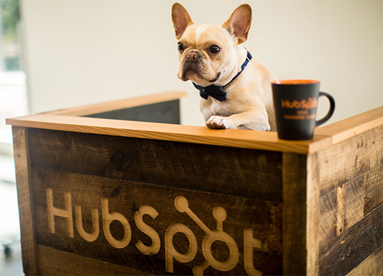 Hubspot Dog Friendly Office