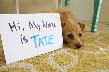 how to choose a name for your pet