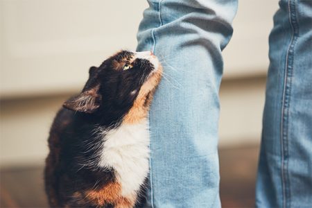 cat snuggling person