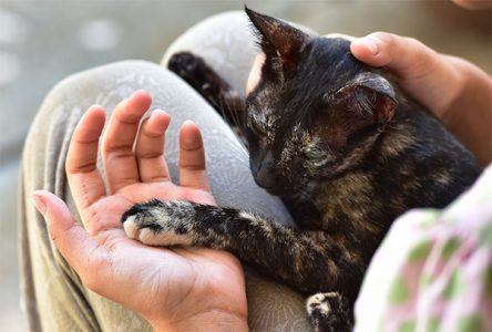 cat on person's lap